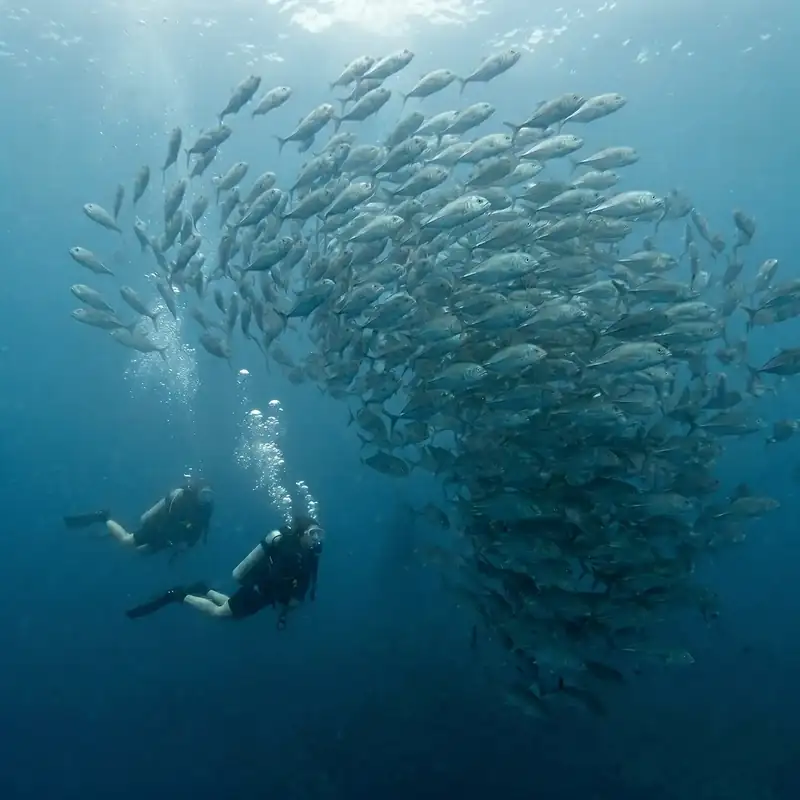 Scuba diving Sipadan to see coral reefs and sea turtles with Pavalintang Resort near Semporna